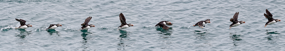 iStock-450319243, puffins